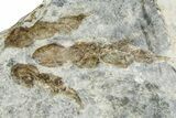 Plate of Dinosaur (Grallator) Tracks - Positive & Negative #366864-4
